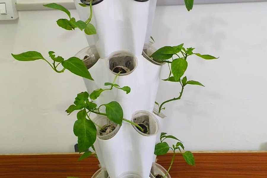 Hydroponic tower with plants growing without soil
