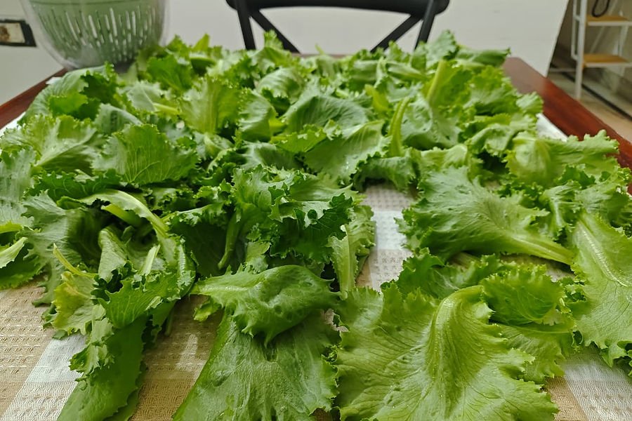 Freshly harvested lettuce leaves laid out for packing